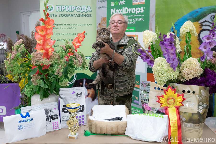 Кошки в других городах Ярославской области: Мейн кун котята Мальчик, Бесплатно - фото 1
