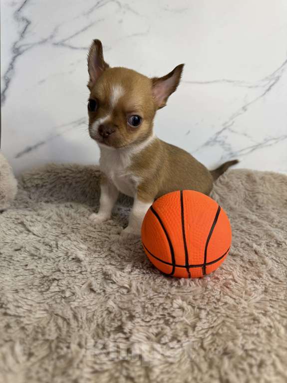 Собаки в Москве: Щенок Чихуахуа Мальчик, 65 000 руб. - фото 4