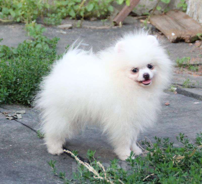 Собаки в Калуге: Белая красавица Девочка, 60 000 руб. - фото 5