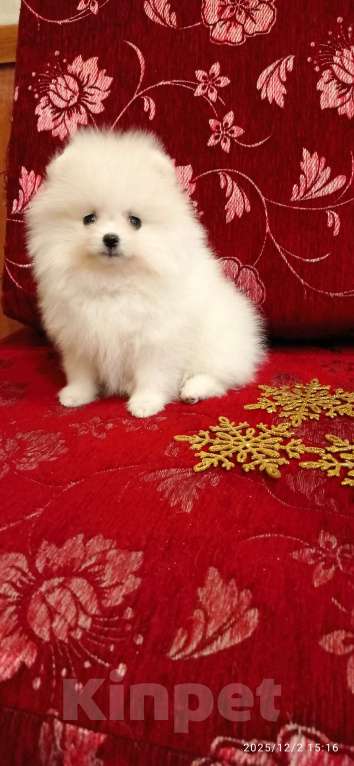 Собаки в Москве: Белоснежный качественный померанский шпиц с документами Мальчик, 35 000 руб. - фото 1