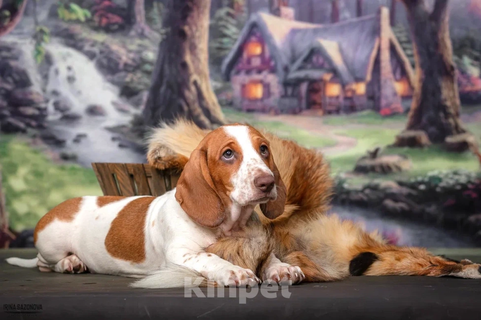 Собаки в Москве: Такса окрас Пайболд  Мальчик, 75 000 руб. - фото 2