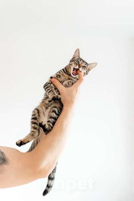 Кошки в Москве: Ручной шпротный котенок Пчёлка ищет дом Девочка, 1 руб. - фото 7