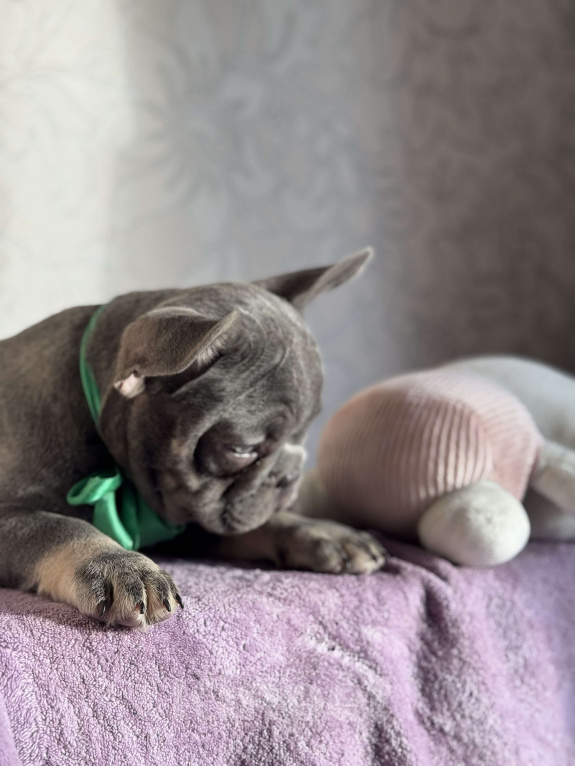 Собаки в Калининграде: Лиловые щенки французского бульдога Мальчик, 55 000 руб. - фото 1