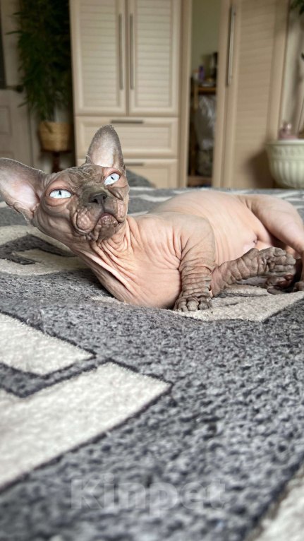 Кошки в Москве: Бамбино - миникошка Девочка, 20 000 руб. - фото 2