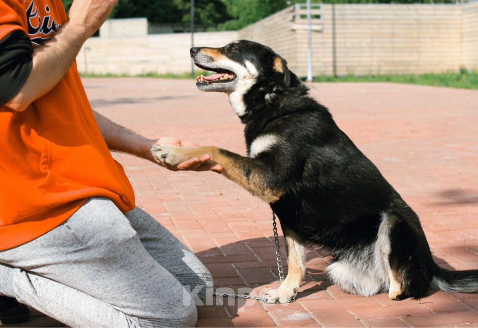Собаки в Рязани: Никки - спокойная особенная собачка Девочка, Бесплатно - фото 2
