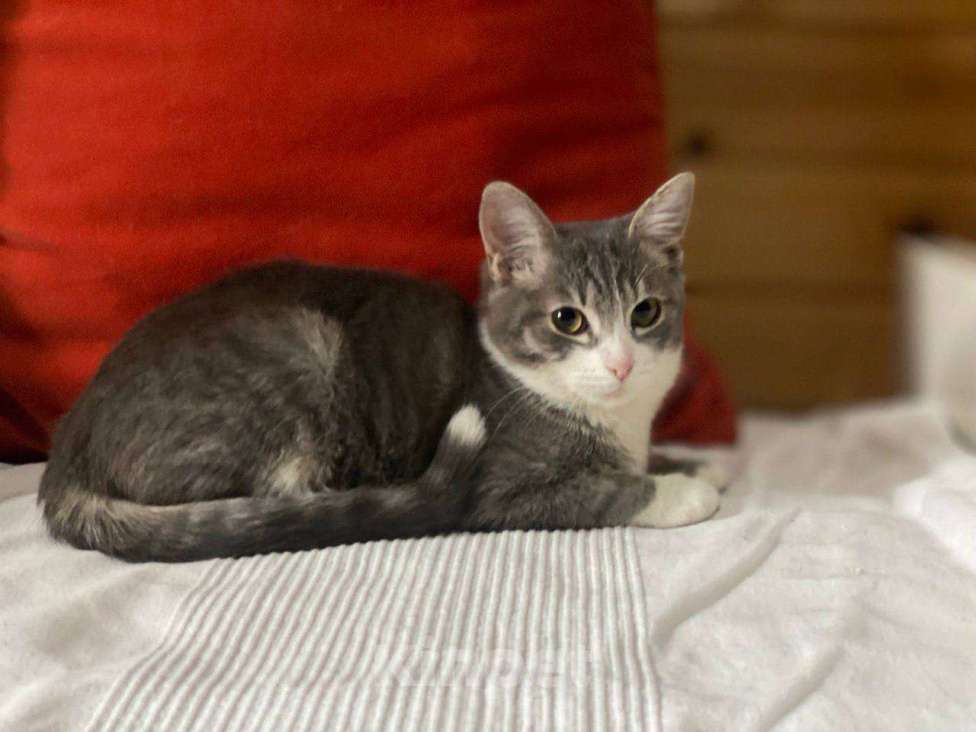 Кошки в Москве: Золотой мальчик Микки: котенок-меланхолик ищет свое тепло Мальчик, Бесплатно - фото 1