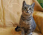 Кошки в Туле: Котик в добрые руки Мальчик, Бесплатно - фото 2