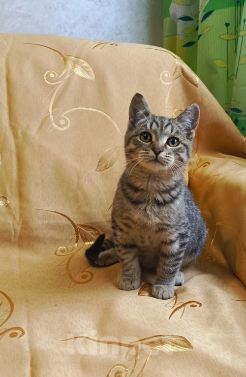 Кошки в Туле: Котик в добрые руки Мальчик, Бесплатно - фото 2