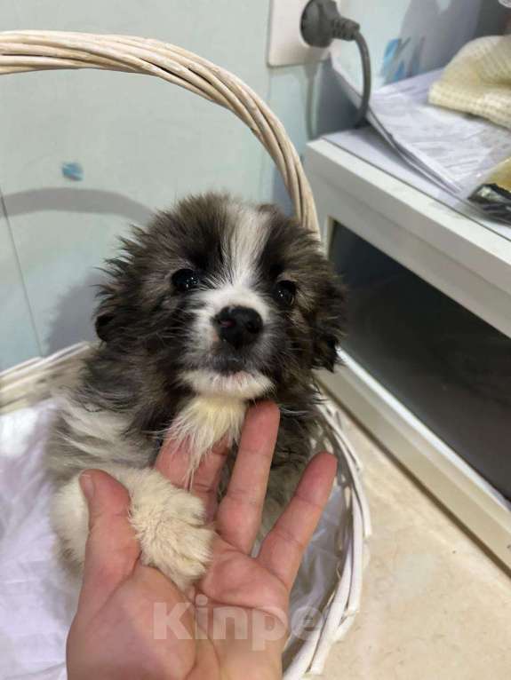 Собаки в Москве: Маленькая девочка-щенок ищет дом Девочка, Бесплатно - фото 4