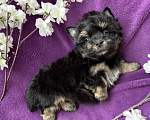Собаки в Москве: Йорк бэби фейс мальчик чёрный стандарт Мальчик, 50 000 руб. - фото 4