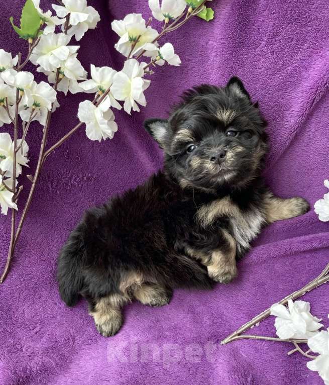 Собаки в Москве: Йорк бэби фейс мальчик чёрный стандарт Мальчик, 50 000 руб. - фото 4
