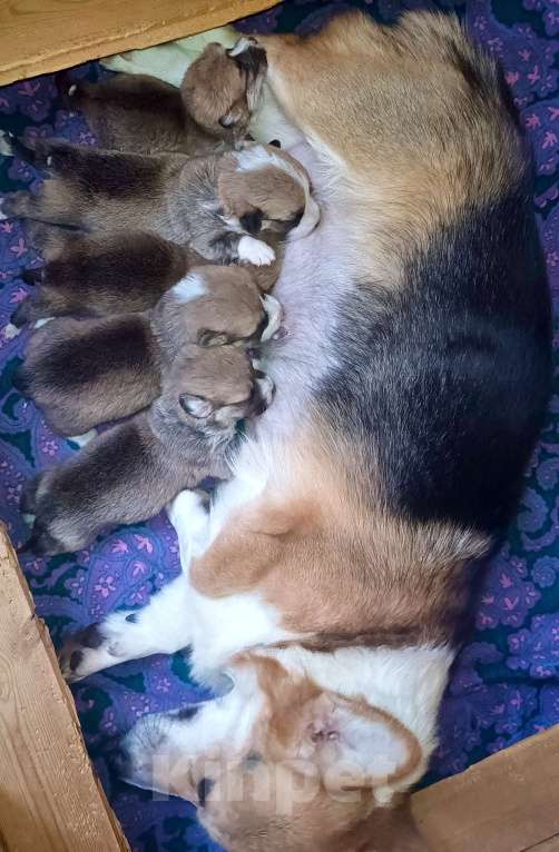 Собаки в Москве: Вельш Корги пемброк помет на апрель Мальчик, 60 000 руб. - фото 3