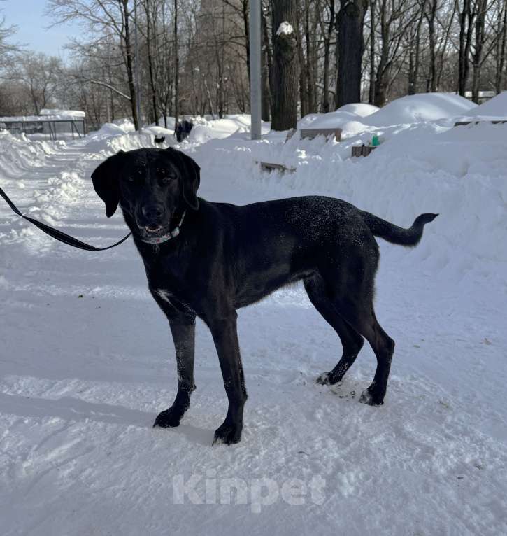 Собаки в Москве: Собака бесплатно в Москве Девочка, Бесплатно - фото 6