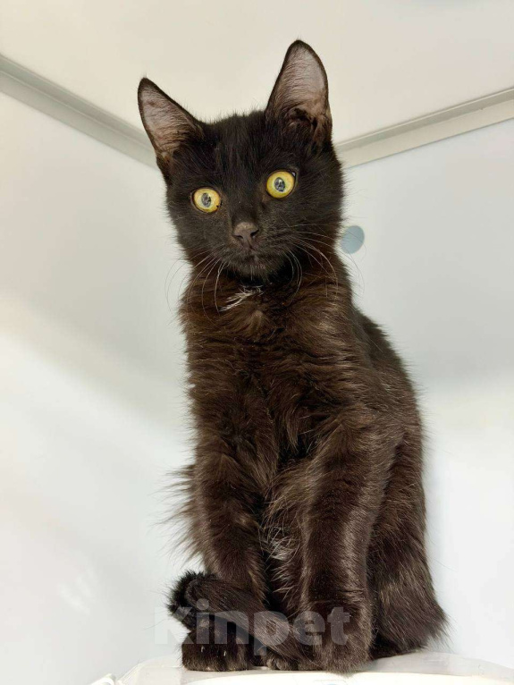 Кошки в Москве: Ося Мандельштам ищет семью Мальчик, Бесплатно - фото 1