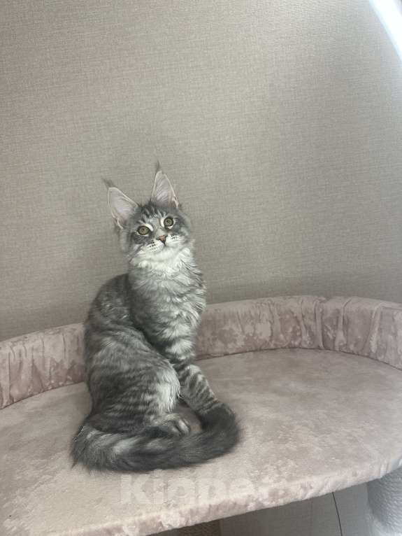 Кошки в Химках: Нежная девочка Мейн Кун Девочка, 50 000 руб. - фото 5