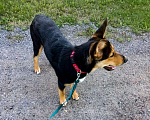Собаки в Одинцово: Щенок девочка 7 мес Лекси Девочка, Бесплатно - фото 8