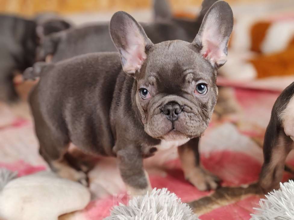 Собаки в Санкт-Петербурге: Шикарная голубая девочка Девочка, 70 000 руб. - фото 8