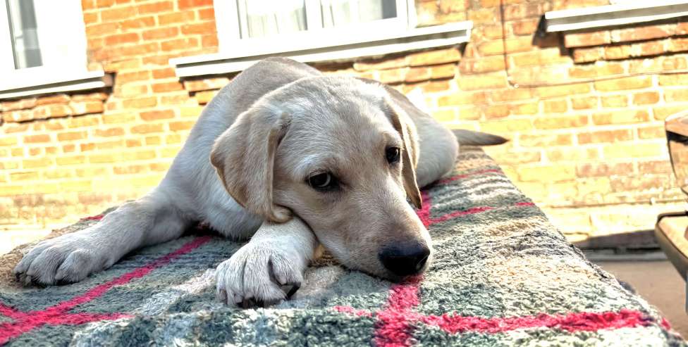 Собаки в Краснодаре: Щенки лабрадора палевые Мальчик, 25 000 руб. - фото 10