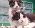 Кошки в Лиски: В добрые руки Мальчик, Бесплатно - фото 2