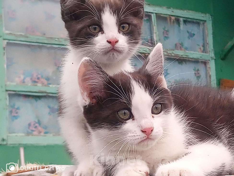 Кошки в Лиски: В добрые руки Мальчик, Бесплатно - фото 2