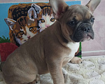 Собаки в Москве: Красивые девочки французский бульдог. Девочка, 60 000 руб. - фото 2