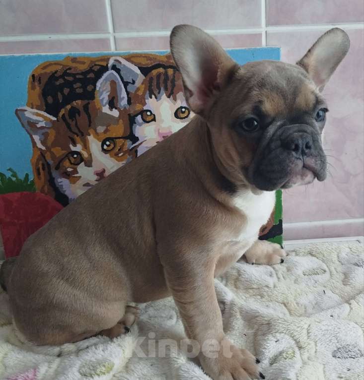 Собаки в Москве: Красивые девочки французский бульдог. Девочка, 60 000 руб. - фото 2