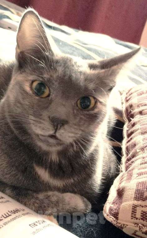 Кошки в Москве: Удивительная кошка египтянка! Девочка, 100 руб. - фото 5