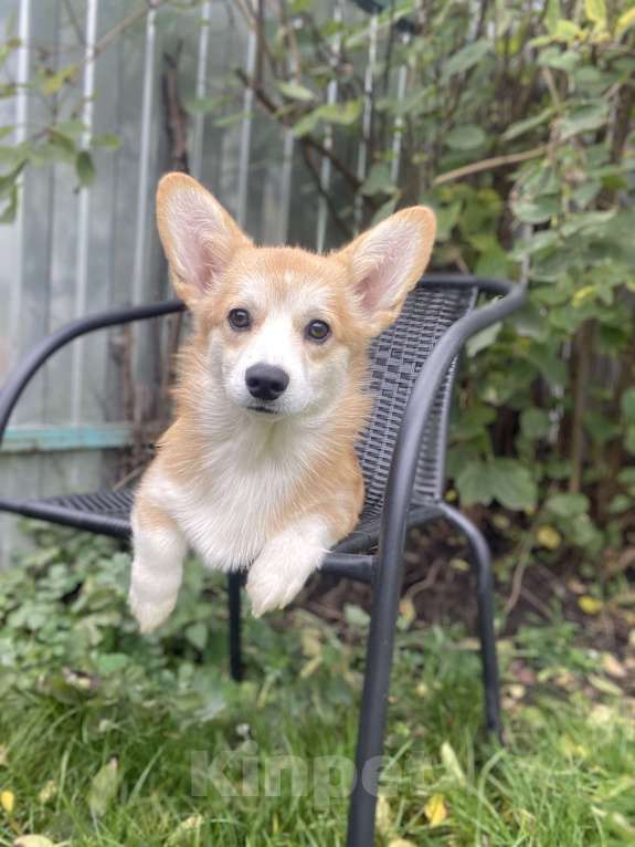 Собаки в Брянске: Щенок вельш корги пемброк Девочка, Бесплатно - фото 4