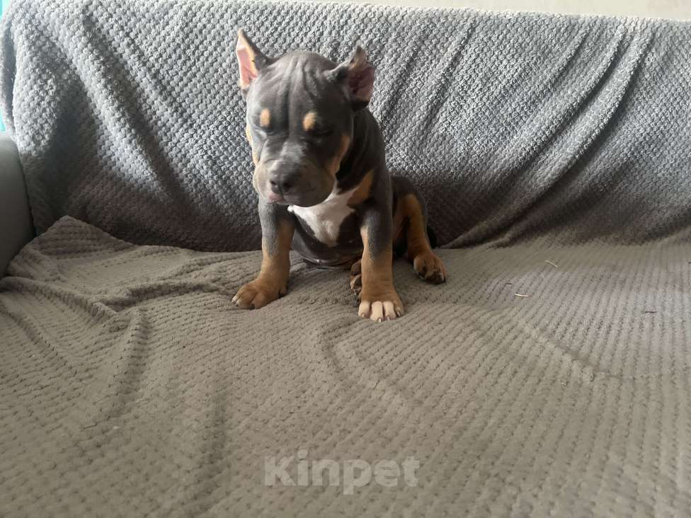 Собаки в Фрязино: Милая девочка Девочка, 70 000 руб. - фото 2