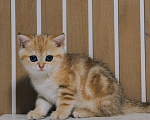 Кошки в Ижевске: Шотландский прямоухий короткошерстный котенок Девочка, 45 000 руб. - фото 2