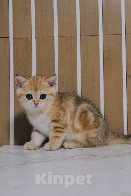 Кошки в Ижевске: Шотландский прямоухий короткошерстный котенок Девочка, 45 000 руб. - фото 2