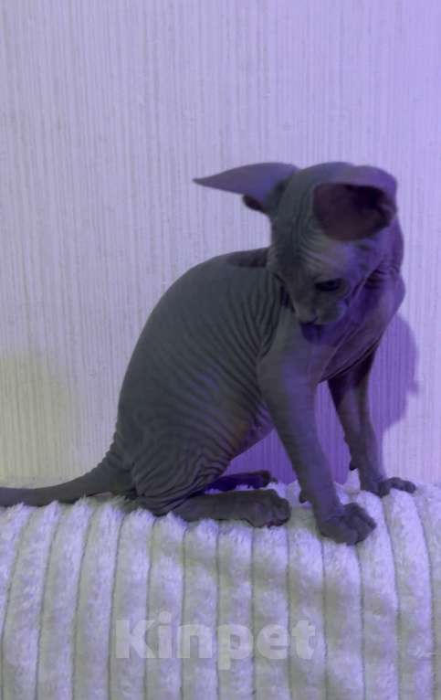 Кошки в других городах Московской области: Канадский сфинкс котенок мальчик Мальчик, 25 000 руб. - фото 1