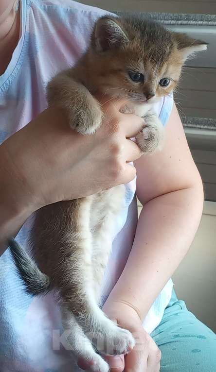 Кошки в Павловском Посаде: Шотландские вислоухие  и прямоухие котята Разнополые, 10 000 руб. - фото 3