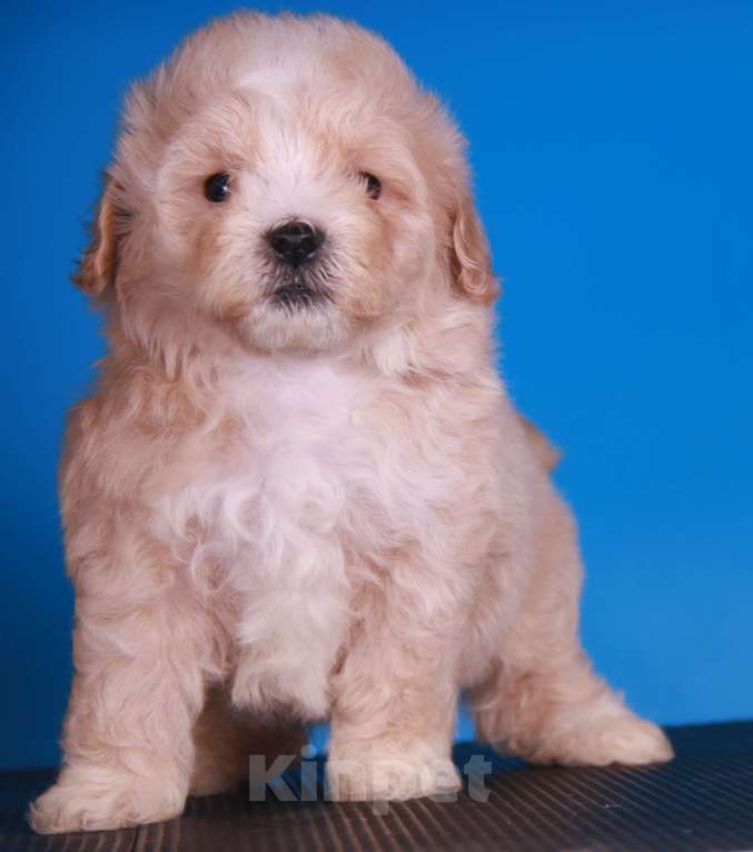 Собаки в Москве: мальтипу Ф1 щенки Мальчик, 150 000 руб. - фото 3