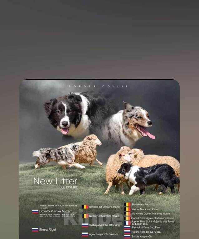 Собаки в Новосибирске: щенки Бордер Колли Мальчик, Бесплатно - фото 2