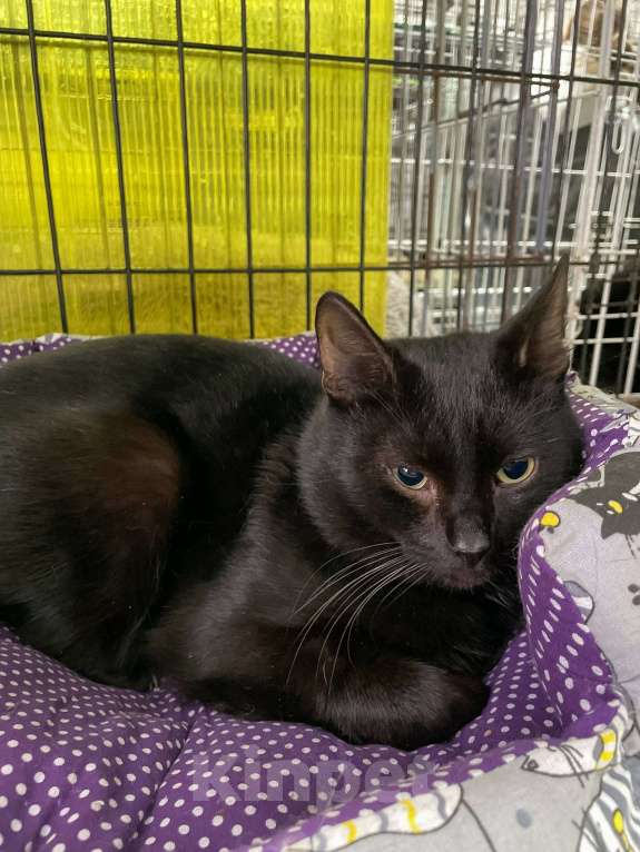 Кошки в Балашихе: Нолик, котик- помощник Мальчик, 1 руб. - фото 4