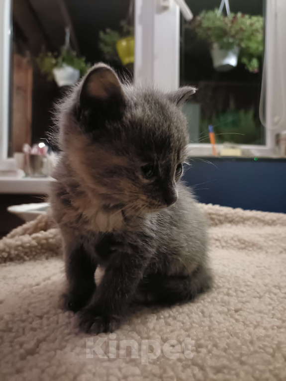 Кошки в других городах Ленинградской области: Симочка Девочка, Бесплатно - фото 2