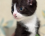 Кошки в Сосновом Бору: Котенок Кроха Девочка, Бесплатно - фото 2