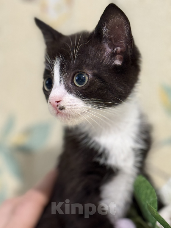 Кошки в Сосновом Бору: Котенок Кроха Девочка, Бесплатно - фото 2
