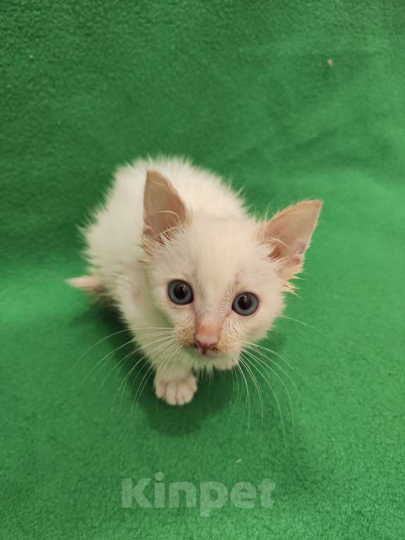 Кошки в Москве: Самый любопытный нос. Котенок Лапочкин  Мальчик, Бесплатно - фото 3