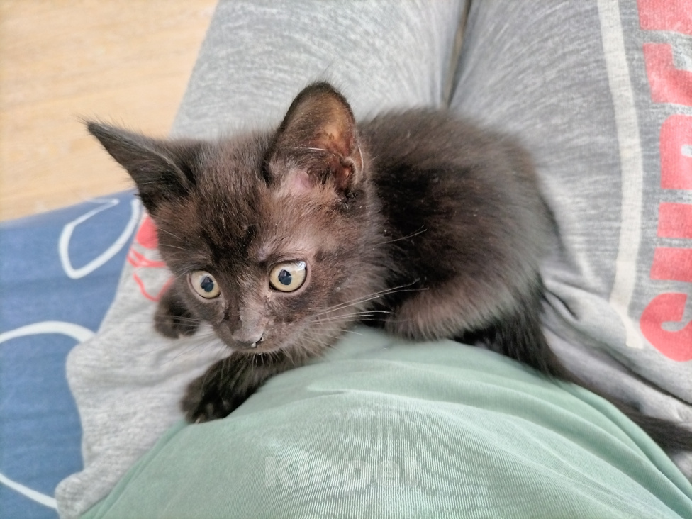 Кошки в Москве: Котёнок (девочка) в добрые руки Девочка, Бесплатно - фото 3