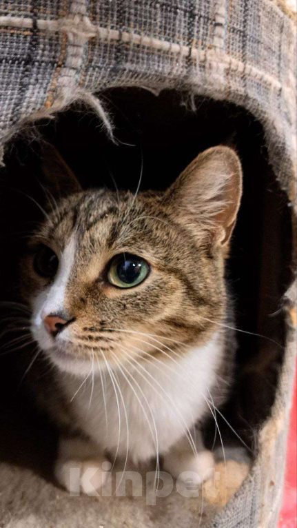 Кошки в Москве: Ласковая Люся ищет дом Девочка, Бесплатно - фото 6