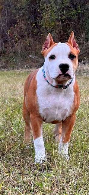 Собаки в Москве: Шикарная девочка амстаффа  Девочка, 90 000 руб. - фото 1