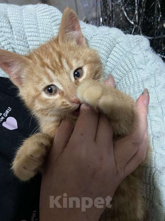 Кошки в других городах Краснодарского края: Рыжик  Мальчик, Бесплатно - фото 2