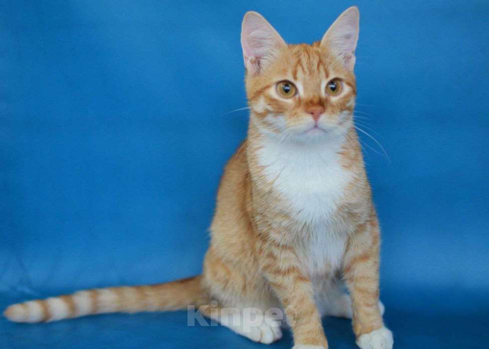 Кошки в Москве: Оранжевое солнышко Марсик в дар Мальчик, Бесплатно - фото 3