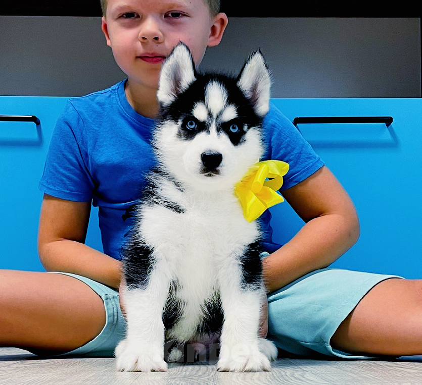 Собаки в Ступино: Хаски Щенки Разных окрасов Разнополые, Бесплатно - фото 1