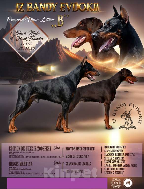 Собаки в Москве: Щенки добермана Разнополые, Бесплатно - фото 9