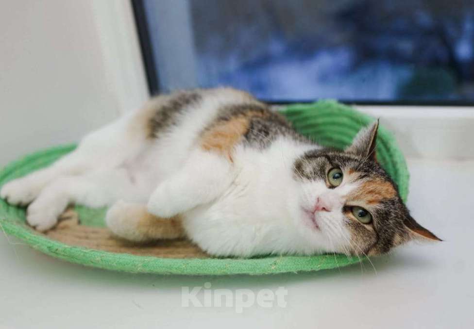 Кошки в Москве: Ищет дом кошечка Пикси Девочка, Бесплатно - фото 4