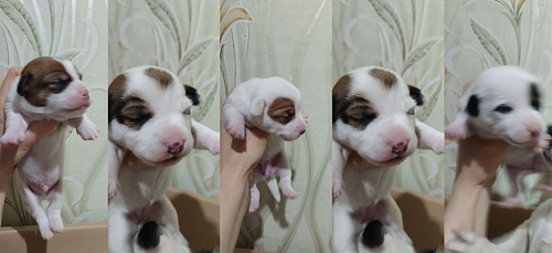 ПРОДАМ ЩЕНКОВ ПОРОДЫ ДЖЕК РАССЕЛ ТЕРЬЕР