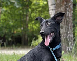 Собаки в Щелково: Черный щенок девочка 5 мес Девочка, 1 руб. - фото 1